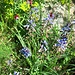 Blumen