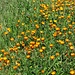 viele Blumen