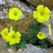 Mauerblümchen