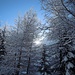 neve fresca di nottata sugli alberi 