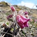 ... die rosa Berg-Anemonen faszinieren uns sehr ...