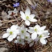 die Leberblümchen gefallen auch sehr in weiss