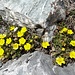 etwas weniger prunkvoll; doch auch das Niederliegende Heideröschen gefällt uns sehr - und ist ein weiteres Sinnbild für den begonnen Frühling