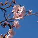 Frühling in Varen