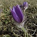 Jetzt ist der Frühling da: die ersten Küchenschellen blühen am Lech.<br /><br />Adesso c`è la primavera: le prime pulsatilla vuglaris fioriscono al fiume Lech.