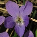 Veilchen im Makro<br /><br />Violetta nel macro