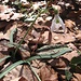 Bucaneve, Galanthus nivalis, Amaryllidaceae