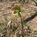 Elleboro verde, Helleborus viridis, Ranunculaceae
