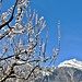 Aprikosenblüten mit dem Grand Chavalard als Hintergrund
