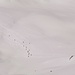 uno squadrone di sci alpinisti fa rientro