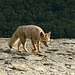 Wanderimpressionen:  patagonischer Fuchs auf dem Cerro Guanaco