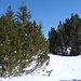 Charakteristisch für den Gulmen: Arven (Pinus cembra) unterhalb des Gipfels