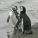 Flirten auf Pinguinisch