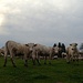 Charolais, die typischen Kühe für die Bresse. Meist in Mutterkuhhaltung und immer draussen....
