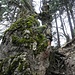 wilde Fels und Wurzelkreationen der Natur am Abstiegsweg zur Bichleralm