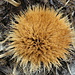 Silberdistel