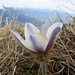 Untrüglicher Frühlingsbote: Alpen-Kuhschelle oder Alpen-Küchenschelle (pulsatilla alpina)