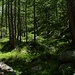 Lichter Wald bei Chüelbrunnji.