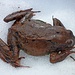"Frog on the rocks" - ein Frosch hält ein Nickerchen auf dem Schnee.