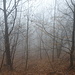 Nebelstimmung im kahlen Frühlingswald.