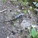 prima salamandra