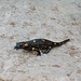 seconda salamandra