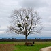 Kahler Baum bei Monniaz
