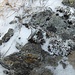 Mousse et lichens... apparemment ils ne souffrent pas trop du froid