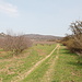 Unterwegs zwischen Malíč und Kamýk - Ausblick über Apfelplantagen zur Burgruine Kamýk, im Hintergrund ist der Plešivec (Eisberg) zu sehen.
