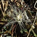 Dieses Kunstwerk (Samen einer Silberdistel) hat den ganzen Winter überlebt, unglaublich! <br /><br />Questo artifico naturale ha vissuto tutto l`inverno, incredibile! Un seme di un cardo (Carlina acaulis).