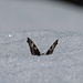 Schmetterling schleckt Schnee..<br /><br />Una farfalla che lecca la neve