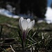 Krokuswiesen in den Bergen im Frühjahr...einfach schön!<br /><br />Semplicemente belli, i prati di crochi in primavera in montagna!