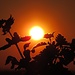 Taubnessel bei Sonnenuntergang<br /><br />Lamium maculatum al tramonto