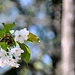 Wildkirsche