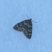 Papilio nivalis
