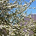 Frühling in Visletto