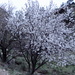 Blühende Mandelbäume I
