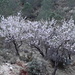 Blühende Mandelbäume II