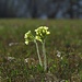 Leuchtende Schlüsselblumen im Weidmoos<br /><br />Primula veris luccicante nel Weidmoos