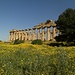 Griechischer Tempel auf dem Osthügel von Selinunte inmitten praller Blütenpracht