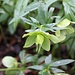 <b>Helleborus viridis.</b>