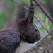 "Mühsam ernährt sich das Eichhörnchen"...immer noch...bei uns auf dem Zwetschgenbaum:-)

Ancora lì sul nostro prugno: il nostro scoiattolo.
