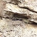 Kolkraben-Nest mit Jungtieren in der östlichen Felswand des Ranzachtobels ( Leider gehts nicht schärfer, mein 18fach Zoom war hier schon am Anschlag ...)