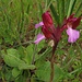 Orchidea farfalla (Anacamptis papilionacea)- ???