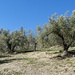 Olivenhaine säumen den Weg
