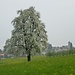 herrlicher Obstbaum; im Hintergrund Neukirch (Gde. Egnach)