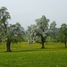 Anblicke, welche wir mögen: Thurgauer Obstbäume