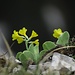 Alpenaurikel am Grat<br /><br />Primula in cresta