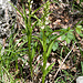 Waldvögelein (Cephalantera longifolia) im Aufblühen