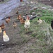 In Արագած (Aragac) laufen wie in allen armenischen Bergdörfer die Hühner frei herum. Damit die Hühner nicht weglaufen hat es natürlich auch immer einen Hahn dabei.